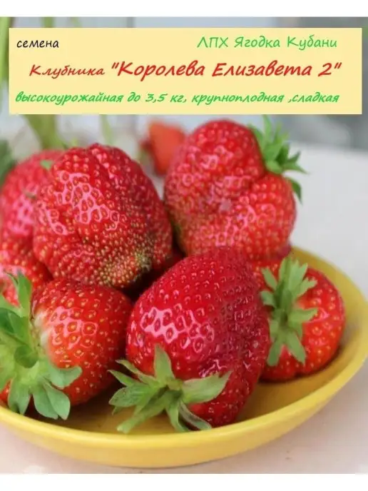 Характеристика клубники елизавета и фото Клубника "Королева Елизавета 2", семена 30 шт ЛПХ Ягодка Кубани купить по цене 2