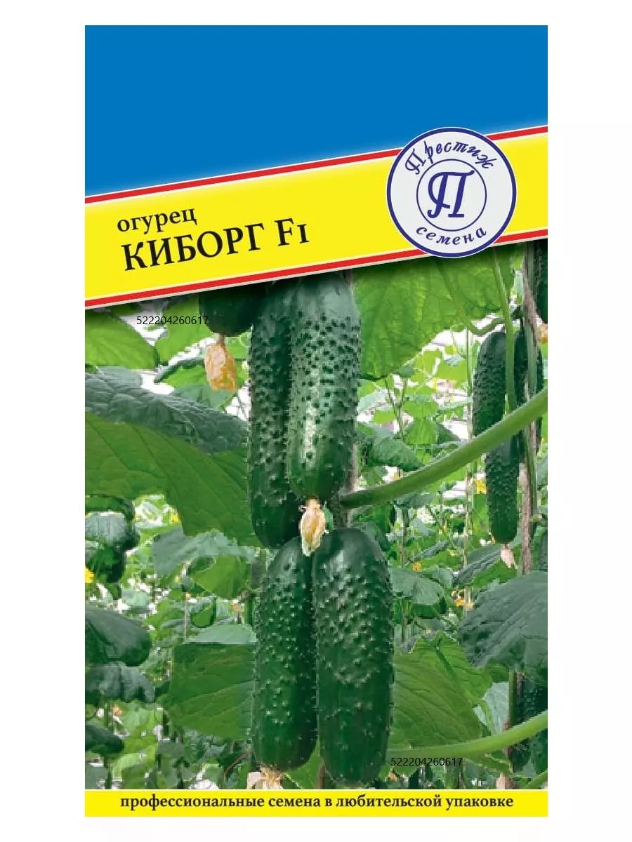 Огурец киборг f1. Киборг семена огурцы. Огурцы киборг описание сорта. Огурцы киборг описание сорта. Киборг семена огурцы.