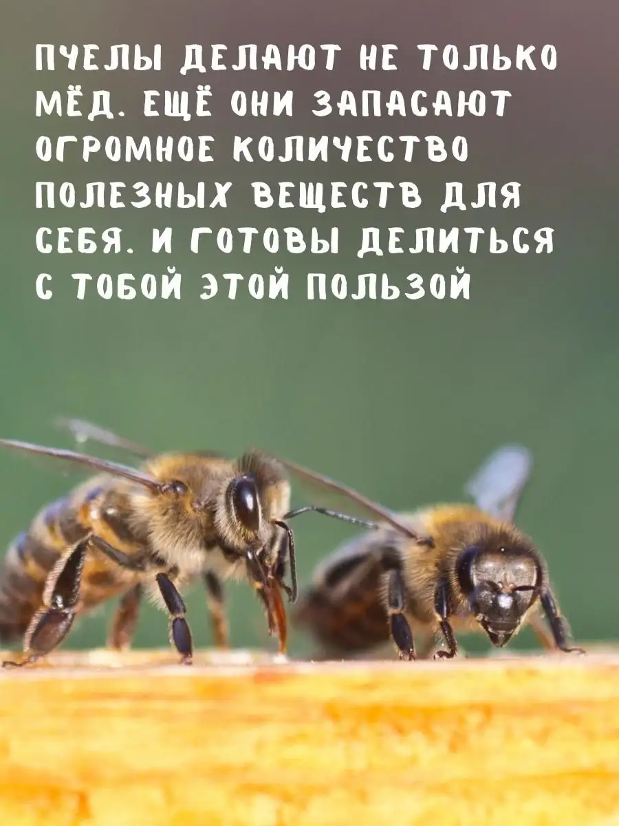 Башкирский забрус пчелиный для жевания детям 600гр ЖИВОЙМЕД купить по цене  0 сум в интернет-магазине Wildberries в Узбекистане | 35502287