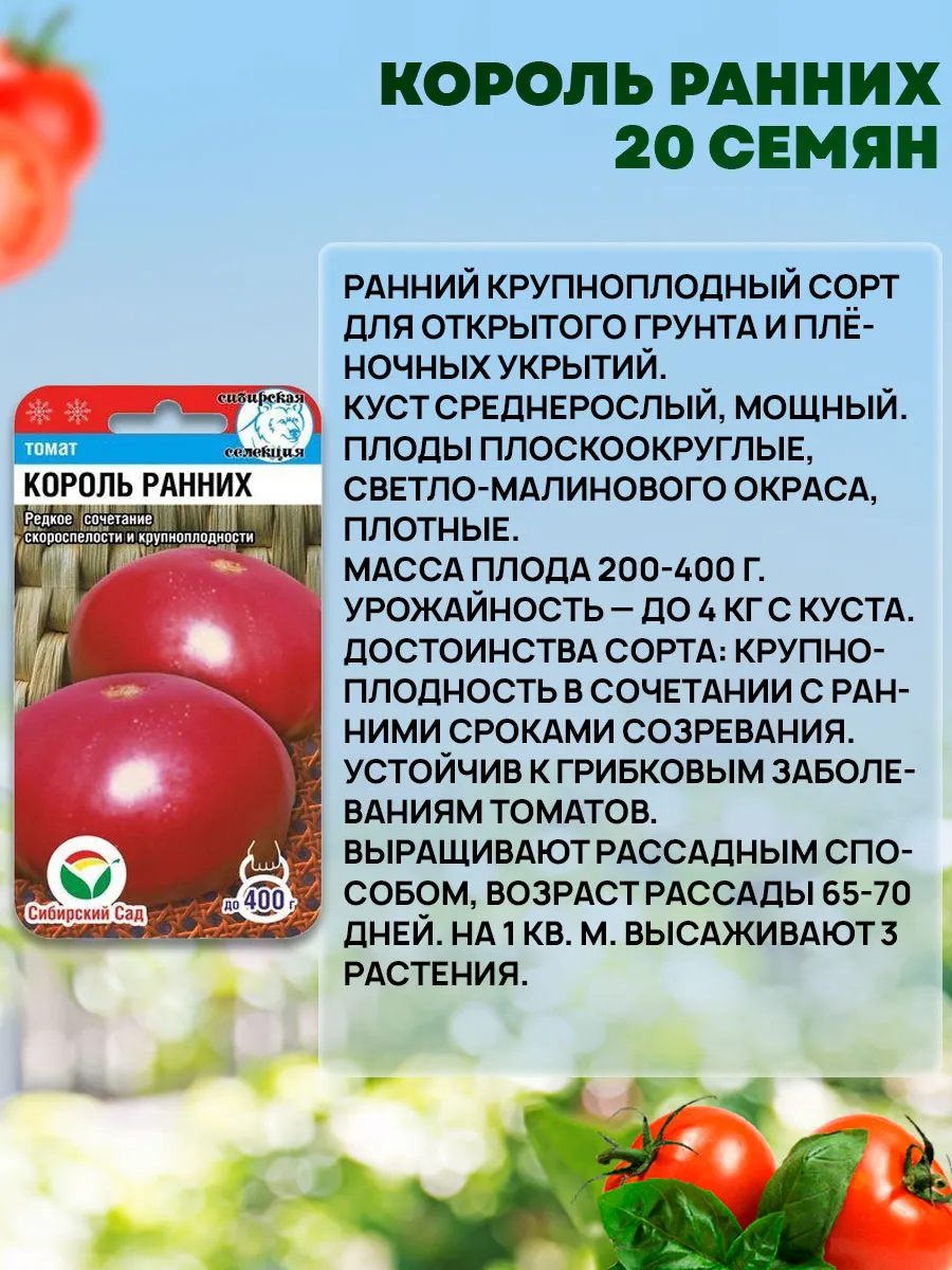 Томат король ранних урожайность отзывы. Сорт томатов Король ранних. Помидоры сорт Король ранних. Томат Король королей. Сорт томата ранний Король f1.