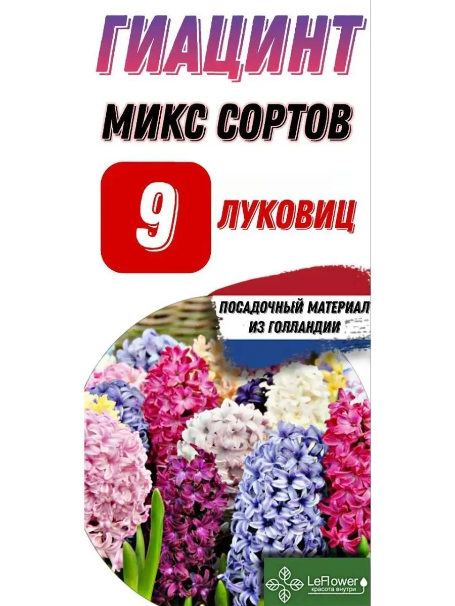 Гиацинт Луковицы, Микс сортов, 9шт Leflower купить по цене 0 сум в  интернет-магазине Wildberries в Узбекистане | 40035557